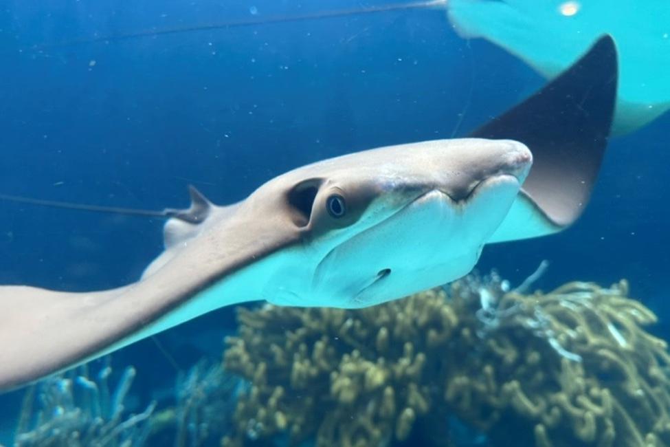 Cownose Ray